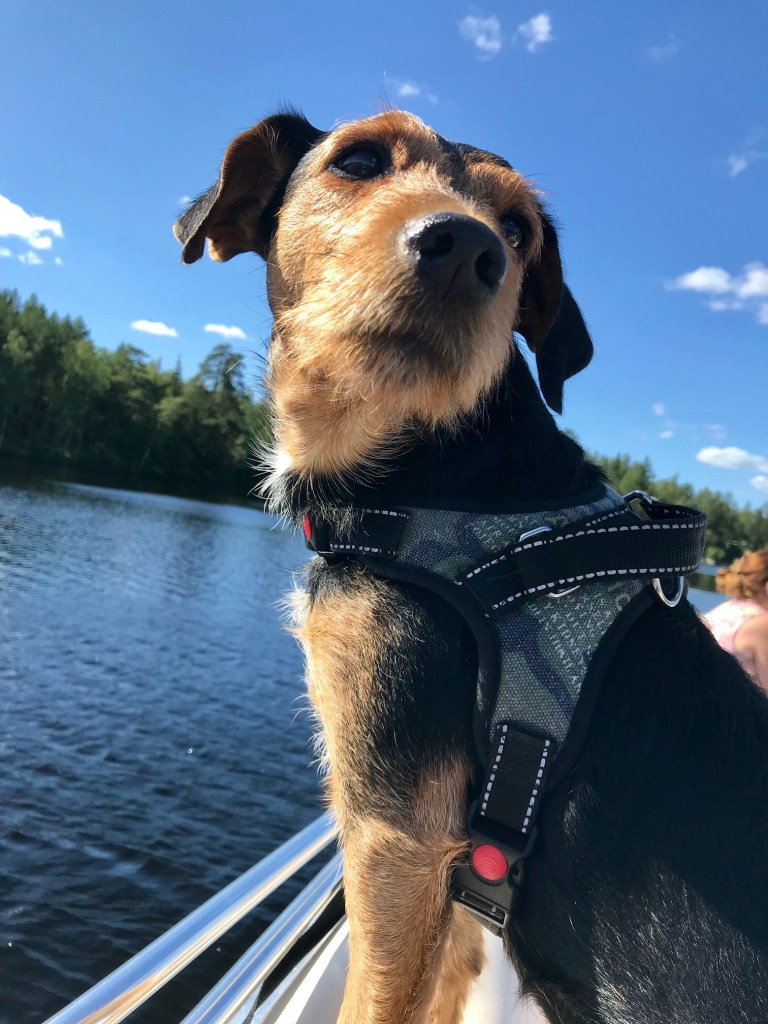 En bild som visar himmel, hund, vatten, utomhus

Automatiskt genererad beskrivning